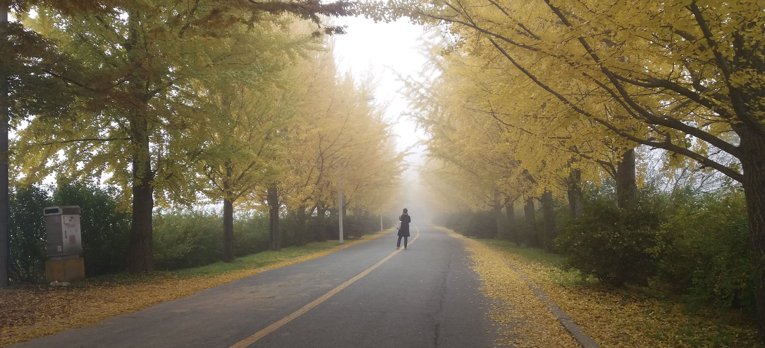 ginko trees with fog and a stranger