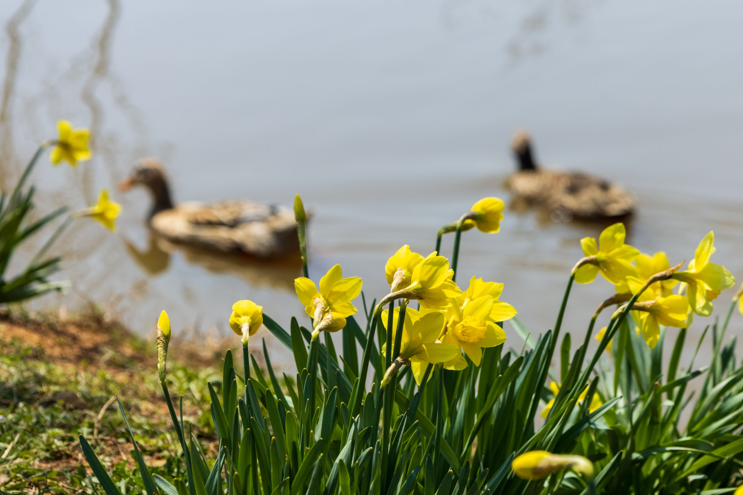 daffodils by lake with ducks in background