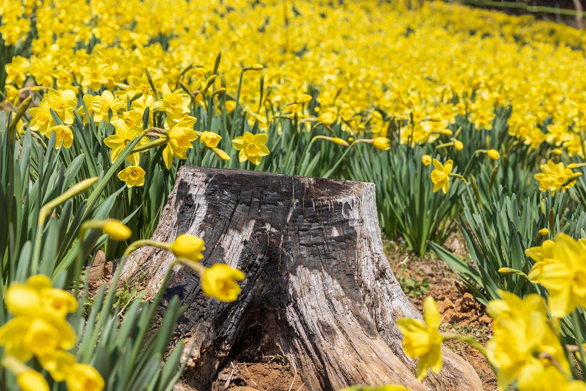 tree stump with daffodils