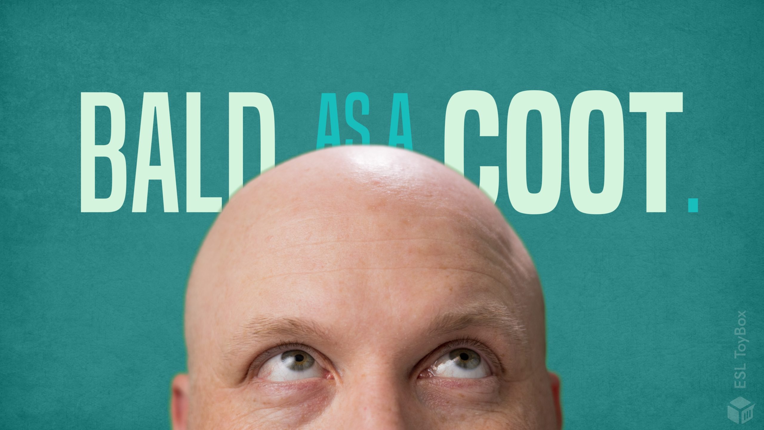 Bald as a Coot