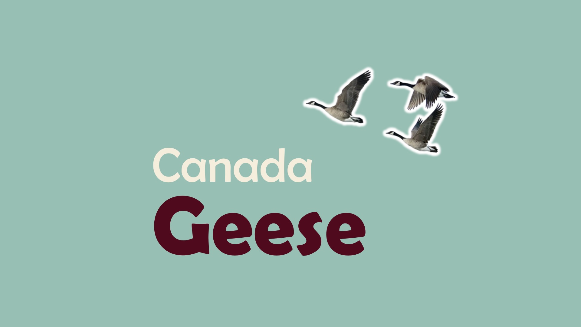 The Problem with Canada Geese