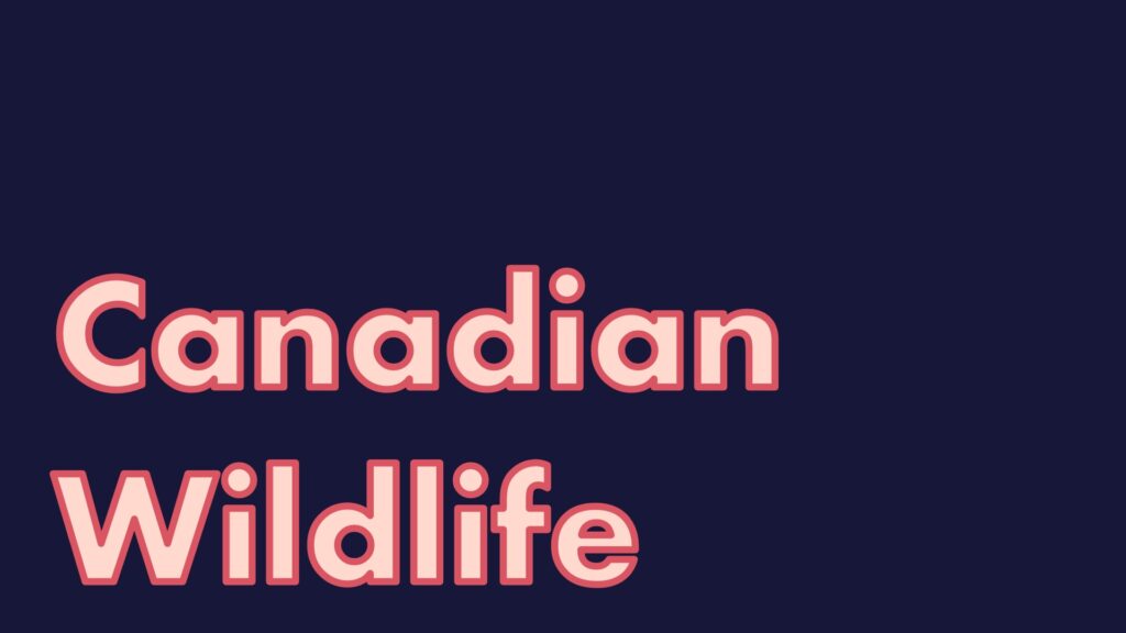 canadian-wildlife-esl-toybox